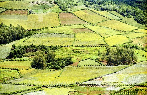  Subject: Vineyard Place: Rio Grande do Sul state Date:  