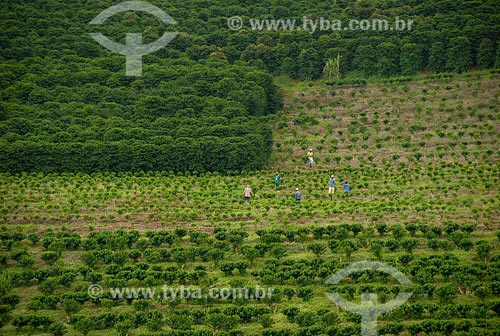  Subject: Coffee plantations Place: Cantagalo region - Rio de Janeiro state Date: March 2008 