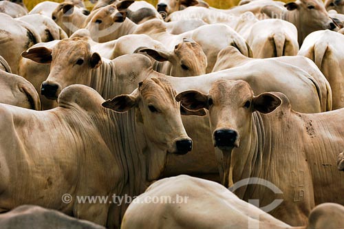  Subject: Cattle-raising  Place: Presidente Prudente region - Sao Paulo state Date: March 2008 