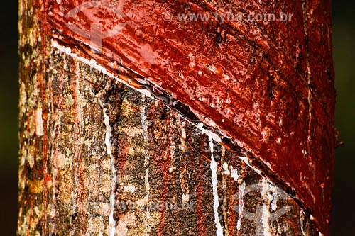  Subject: Rubber tree at Bartira farm Place: Presidente Prudente region - Sao Paulo state Date: March 2008 