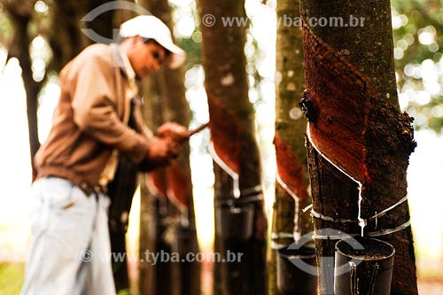  Subject: Rubber tree at Bartira farm Place: Presidente Prudente region - Sao Paulo state Date: March 2008 
