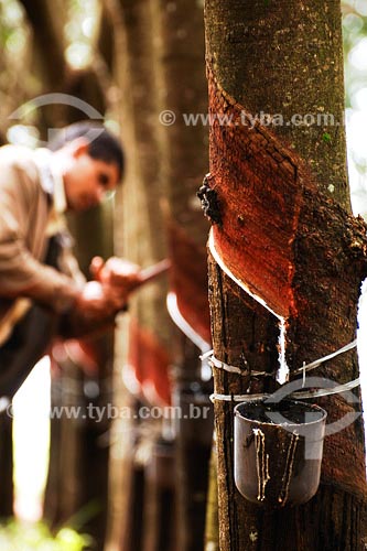  Subject: Rubber tree at Bartira farm Place: Presidente Prudente region - Sao Paulo state Date: March 2008 