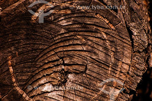  Subject: Detail of Eucalyptus Place: Montes Claros region - Minas Gerais state Date: 11/03/2008 