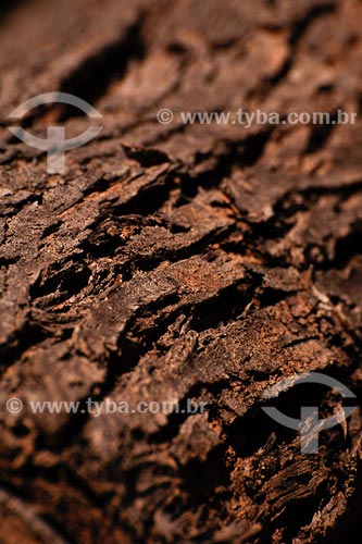  Subject: Detail of Eucalyptus Place: Montes Claros region - Minas Gerais state Date: 11/03/2008 