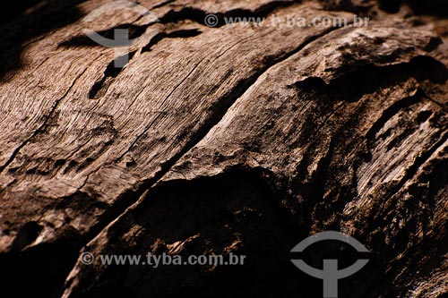  Subject: Detail of Eucalyptus Place: Montes Claros region - Minas Gerais state Date: 11/03/2008 