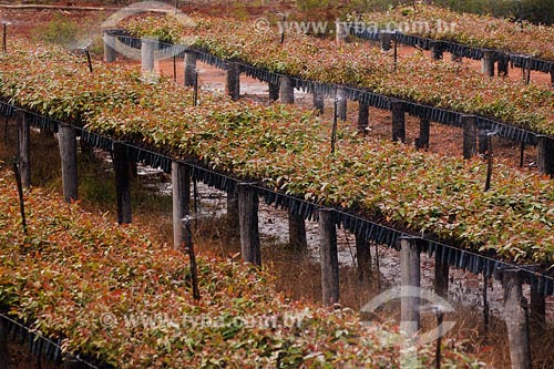  Subject: Eucalyptus seedling production Place: Montes Claros region - Minas Gerais state Date: 11/03/2008 