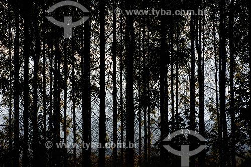 Subject: Eucalyptus plantation Place: Montes Claros region - Minas Gerais state Date: 11/03/2008 