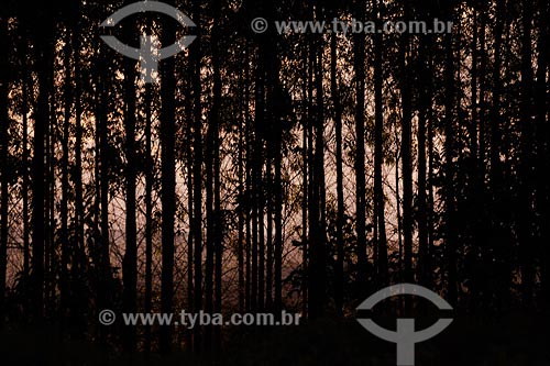  Subject: Eucalyptus plantation Place: Montes Claros region - Minas Gerais state Date: 11/03/2008 