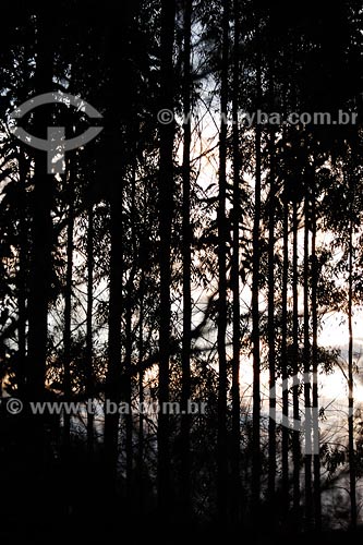  Subject: Eucalyptus plantation Place: Montes Claros region - Minas Gerais state Date: 11/03/2008 