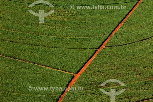  Sugar Cane plantation - Minas Gerais state - March 2008 
