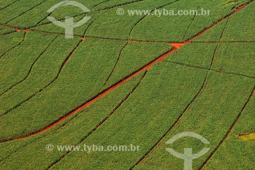  Sugar Cane plantation - Minas Gerais state - March 2008 