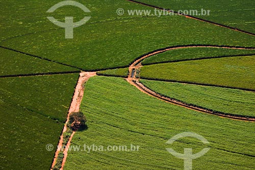  Sugar Cane plantation - Minas Gerais state - March 2008 