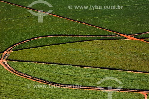  Sugar Cane plantation - Minas Gerais state - March 2008 