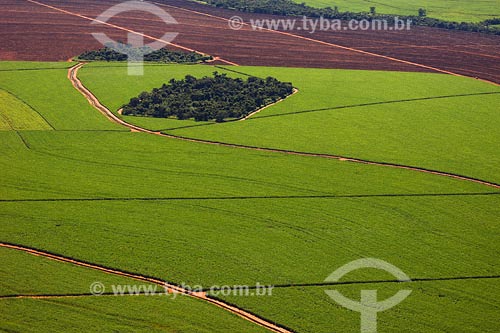  Sugar Cane plantation - Minas Gerais state - March 2008 