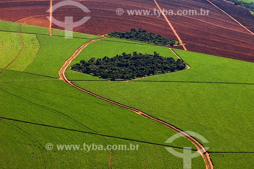  Sugar Cane plantation - Minas Gerais state - March 2008 