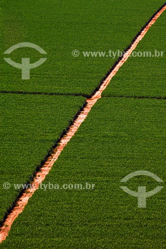  Sugar Cane plantation - Minas Gerais state - March 2008 