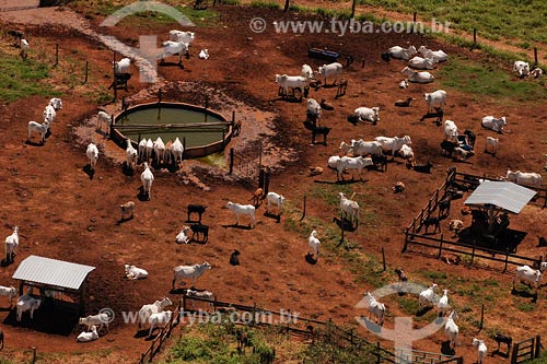  Nelore type cattle - Minas Gerais state - March 2008 