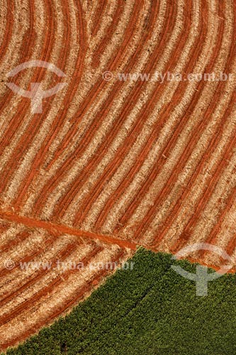  Sugar Cane plantation - Minas Gerais state - March 2008 