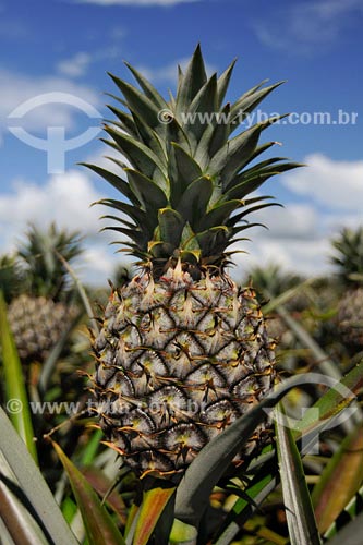  Ananas plantation - Minas Gerais state - March 2008 