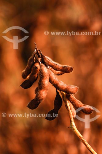  Soybeans plantation - Minas Gerais state - March 2008 