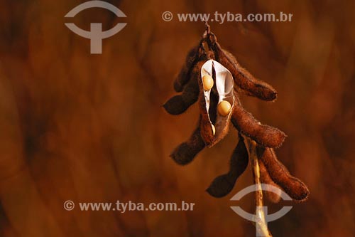  Soybeans plantation - Minas Gerais state - March 2008 