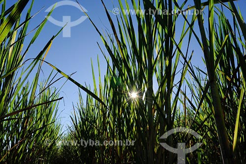  Sugar cane plantation - Minas Gerais state - March 2008 