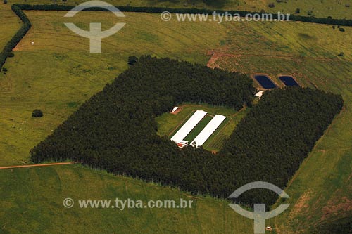  Chicken agriculture - Uberlandia region - Minas Gerais state - March 2008 