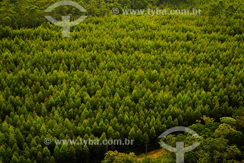  Subject: Pinus forest / Place: Joinville region - Santa Catarina state / Date: March 2008 