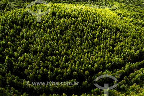  Subject: Pinus forest / Place: Joinville region - Santa Catarina state / Date: March 2008 