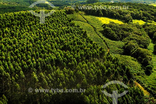  Subject: Pinus forest / Place: Joinville region - Santa Catarina state / Date: March 2008 