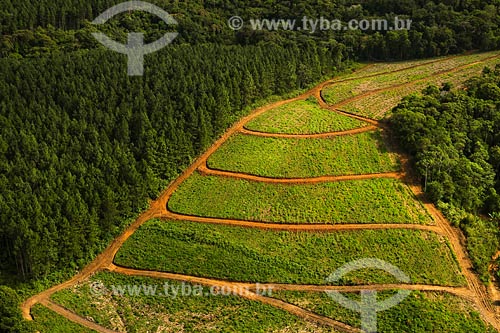  Subject: Pinus forest / Place: Joinville region - Santa Catarina state / Date: March 2008 