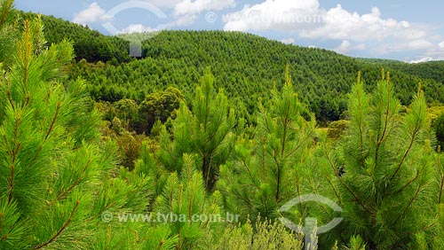  Subject: Pinus forest / Place: Joinville region - Santa Catarina state / Date: March 2008 