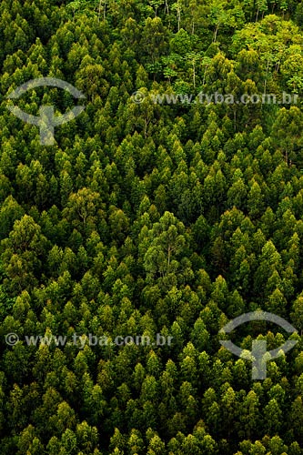  Subject: Pinus forest / Place: Joinville region - Santa Catarina state / Date: March 2008 