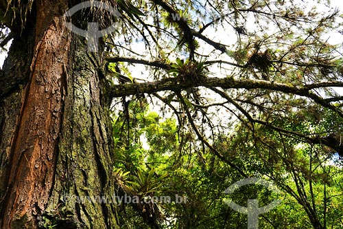  Subject: Pinus forest / Place: Joinville region - Santa Catarina state / Date: March 2008 