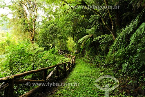  Subject: Ambiental Reserve Abaete Park / Place: Santa Catarina state / Date: March 2008 