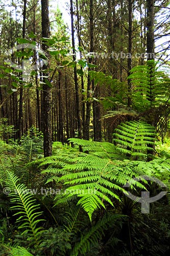  Subject: Ambiental Reserve Abaete Park / Place: Santa Catarina state / Date: March 2008 