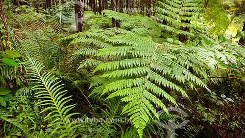  Subject: Ambiental Reserve Abaete Park / Place: Santa Catarina state / Date: March 2008 