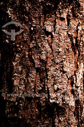  Subject: Pinus tree trunk / Place: Joinville region - Santa Catarina state / Date: March 2008 