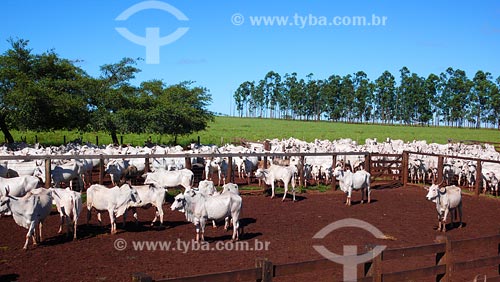  Subject: Cows of Nelore breed / Place: Uberlandia region - Minas Gerais state / Date: 03/2008 