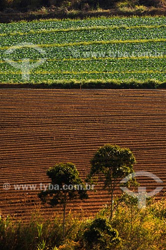  Subject: vegetables plantation near Alem Paraiba town / Place: Rio de Janeiro state / Date: 06/2008 