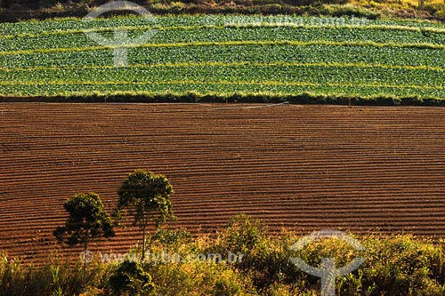  Subject: vegetables plantation near Alem Paraiba town / Place: Rio de Janeiro state / Date: 06/2008 