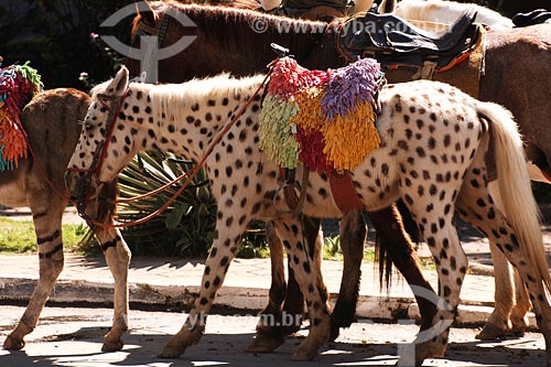  Subject: Painted horses for childs riding / Place: Raposo town - Rio de Janeiro state /  