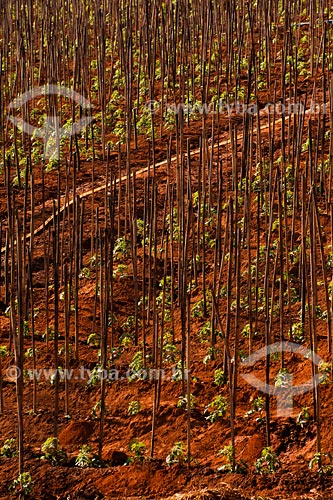  Subject: Tomato plantation between Muriae and Raposo cities / Place: Rio de Janeiro state / Date: 06/2008 