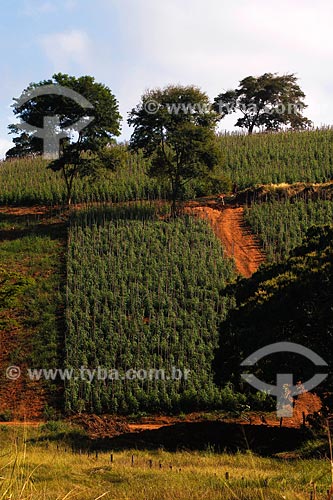  Subject: Tomato plantation between Muriae and Raposo cities / Place: Rio de Janeiro state / Date: 06/2008 