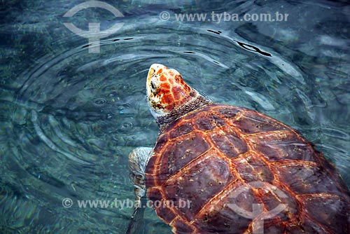  Subject: Turtle - TAMAR project / Place: Linhares region - Espirito Santo state / Date: 06/2008 