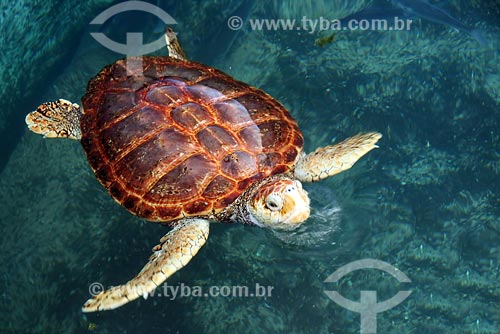  Subject: Turtle - TAMAR project / Place: Linhares region - Espirito Santo state / Date: 06/2008 