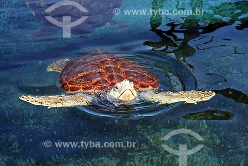  Subject: Turtle - TAMAR project / Place: Linhares region - Espirito Santo state / Date: 06/2008 