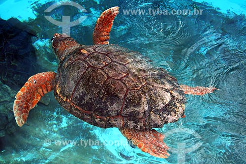  Subject: Turtle - TAMAR project / Place: Linhares region - Espirito Santo state / Date: 06/2008 