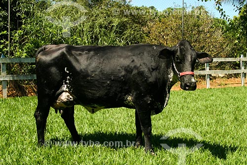  Subject: Cattle / Place: Volta Redonda region - Rio de Janeiro state / Date: 05/2008 