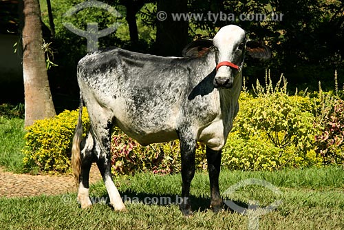  Subject: Cattle / Place: Volta Redonda region - Rio de Janeiro state / Date: 05/2008 